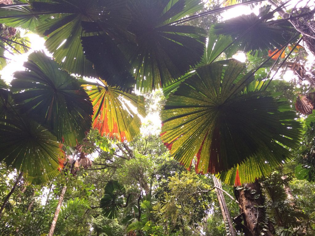 daintree_rainforest